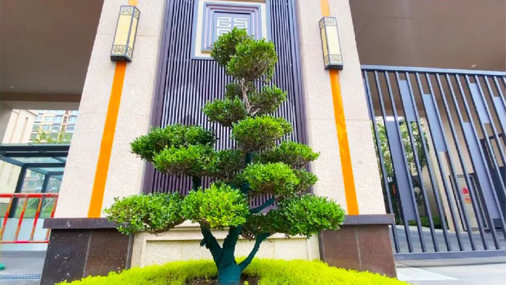 家(jiā)有(yǒu)黃(huáng)楊，世代棟梁